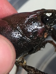 Procambarus acutissimus