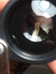 Procambarus acutissimus