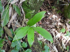 Olyra
