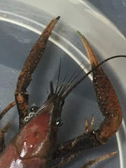 Procambarus acutissimus