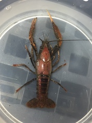 Procambarus acutissimus image