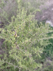 Lycium chilense chilense