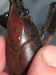 Procambarus acutissimus