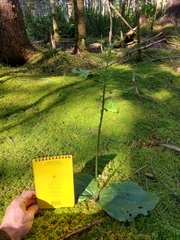 Platanthera orbiculata image