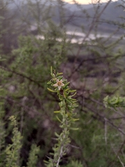 Lycium chilense chilense