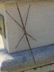 Tropidoderus childrenii