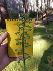 Platanthera orbiculata image