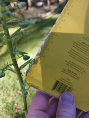 Platanthera orbiculata image