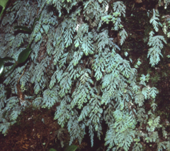 Hymenophyllum pallidum