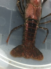 Procambarus acutissimus