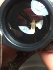 Procambarus acutissimus