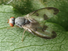 Palloptera umbellatarum