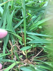 Dactylis glomerata