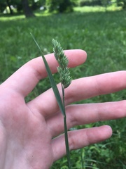 Dactylis glomerata