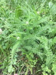 Achillea millefolium