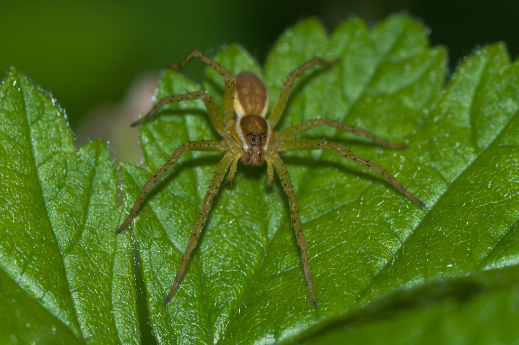 Dolomedes senilis