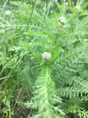 Achillea millefolium