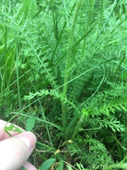 Achillea millefolium