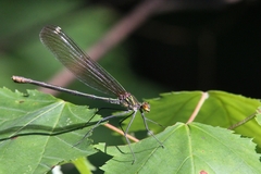 Calopteryx amata