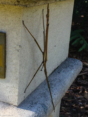 Tropidoderus childrenii