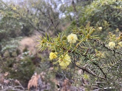Acacia echinula