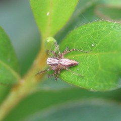 Oxyopes aglossus