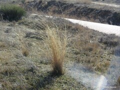 Stipa lagascae
