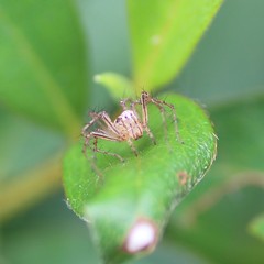 Oxyopes aglossus