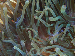 Ancylomenes longicarpus