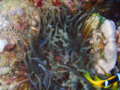 Ancylomenes longicarpus