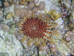 Acanthaster planci