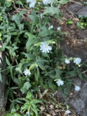 Silene latifolia