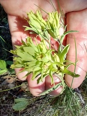 Castilleja pilosa