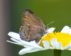 Callophrys gryneus rosneri