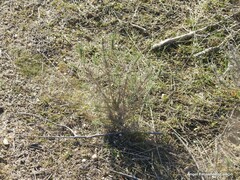 Plantago sempervirens