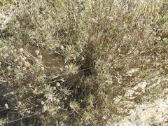 Plantago sempervirens