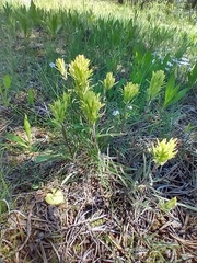 Castilleja pilosa