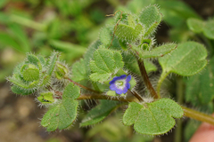 Veronica triloba