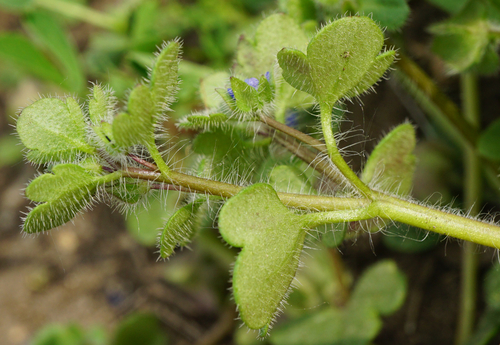 Image of Veronica triloba by (c) Patrick Hacker, some rights reserved (CC BY)