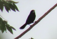Sporophila crassirostris
