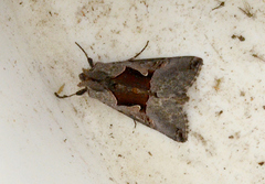 Autographa ampla