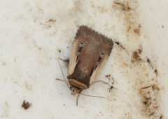 Ochropleura implecta