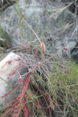 Erodium aguilellae