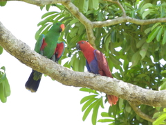 Eclectus roratus