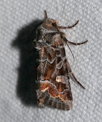 Lacinipolia lepidula