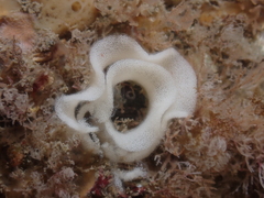 Geitodoris planata