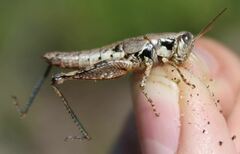 Melanoplus rotundipennis