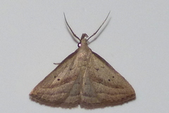 Macrochilo hypocritalis