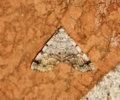 Idia americalis