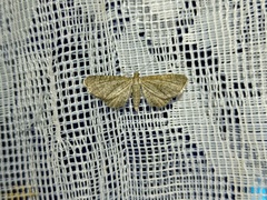 Eupithecia plumbeolata